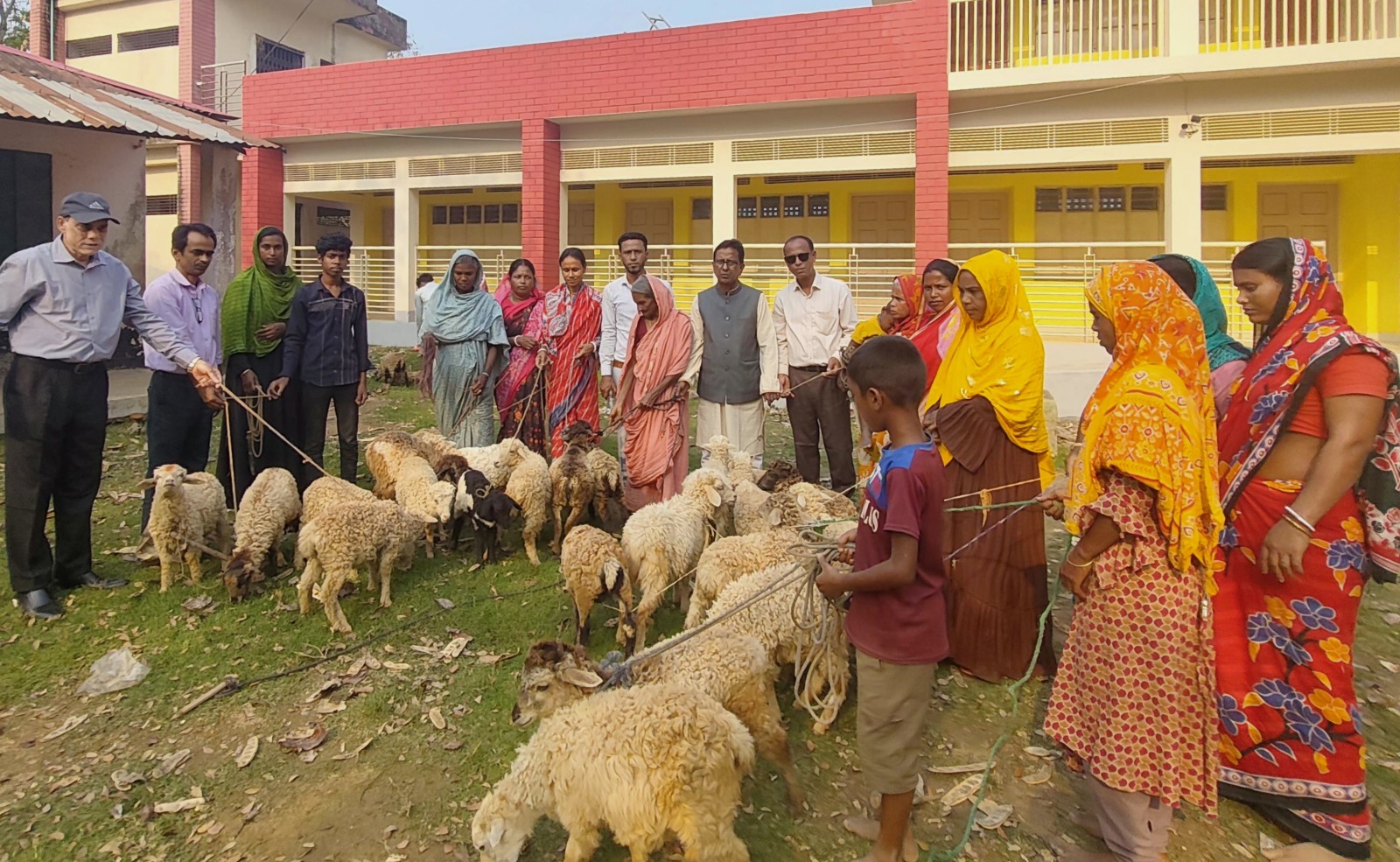 Free sheep Distribution for Ultra-Poor Households Program (3)