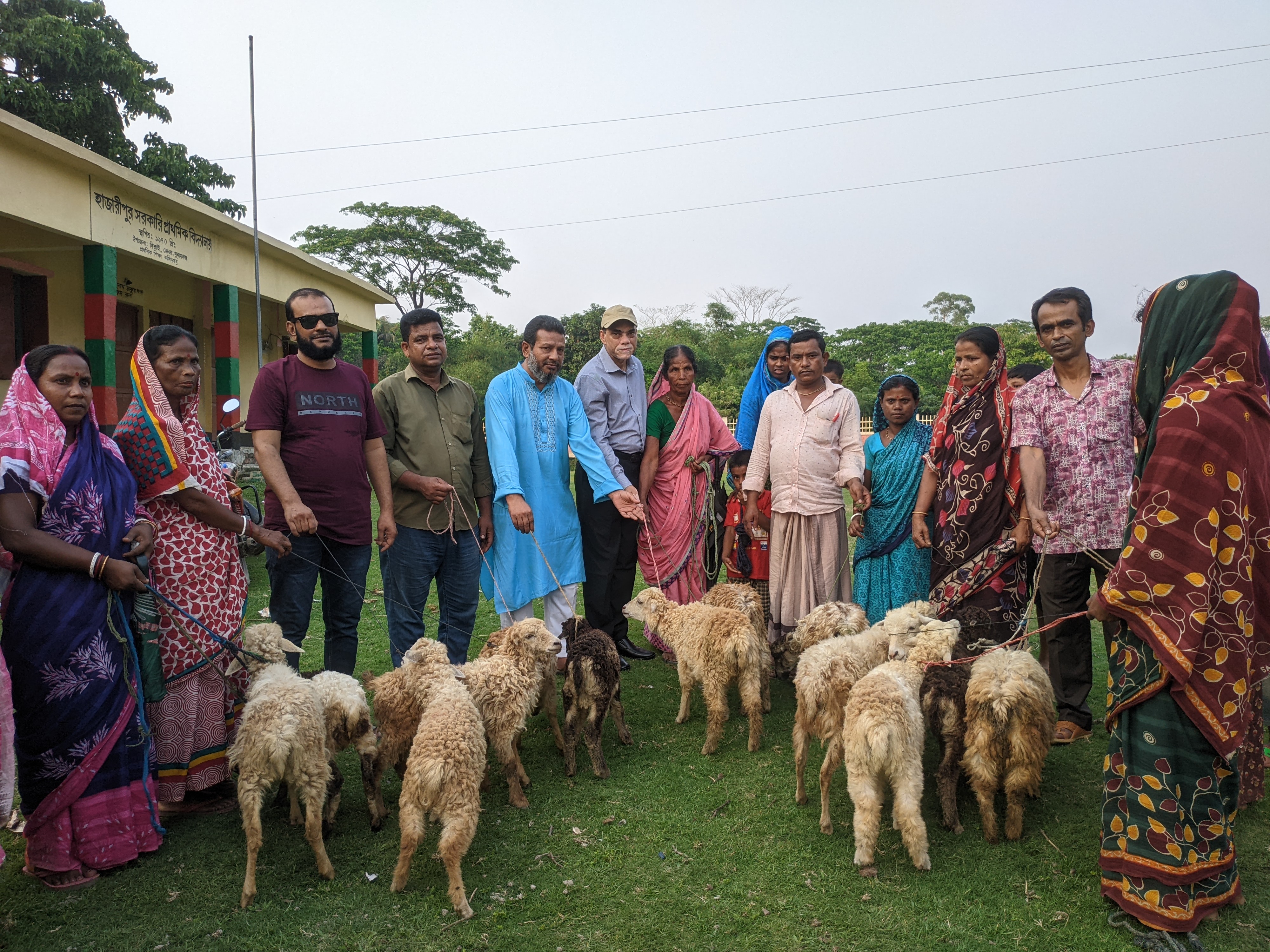 Free sheep  distribution  program
